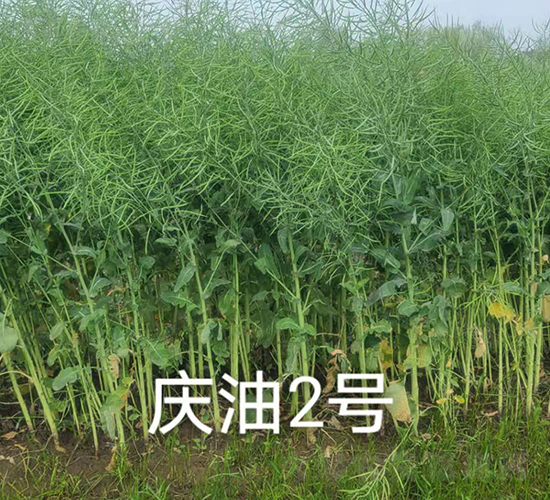 慶油2號-油菜種子-神農科技