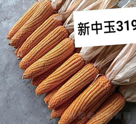 新中玉3198-玉米種子-神農科技
