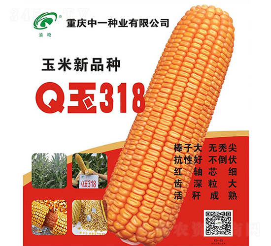 Q玉318-玉米種子-神農科技