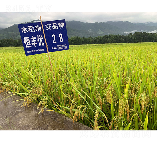恒豐優28（二級清香稻）-水稻種子-神農科技