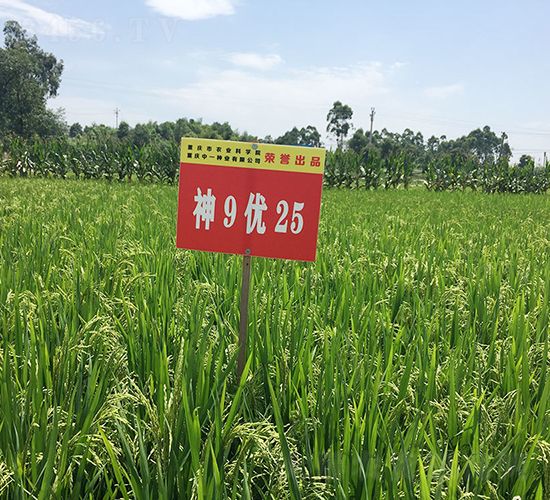 神9優25（早熟優質稻）-水稻種子-神農科技