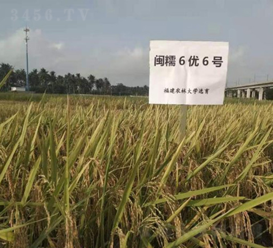 閩糯6優(yōu)6號-水稻種子-神農科技