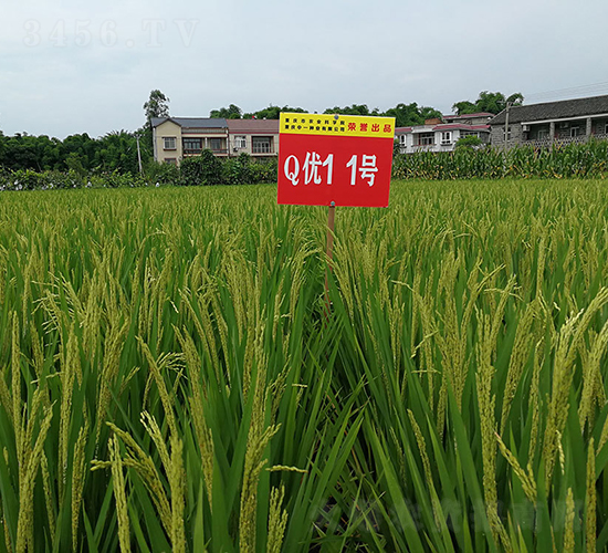 Q優(yōu)11號（豪華大粒香稻）-水稻種子-神農(nóng)科技