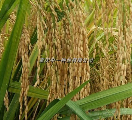 Q優6號-水稻種子-神農科技
