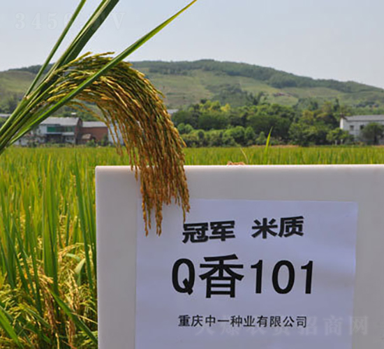 Q香101-水稻種子-神農科技