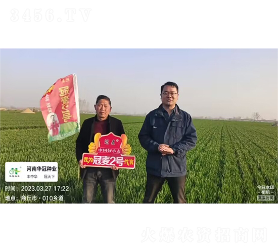 冠麥2號-小麥種子-興華種業
