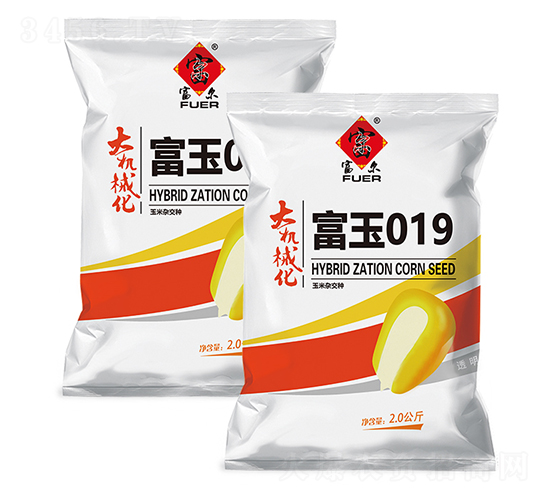 富玉019-玉米種子-富爾農藝