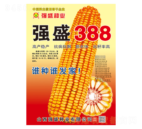 強盛388-玉米種子-強盛種業