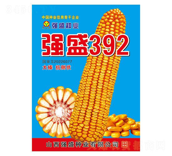 強盛392-玉米種子-強盛種業