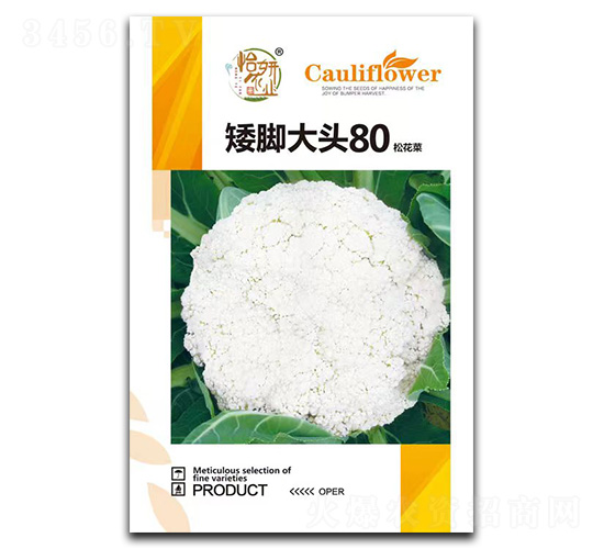 矮腳大頭80松花菜種子-怡妍農業