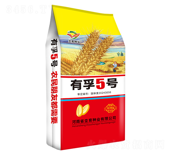 小麥種子-有孚5號-坔育種業