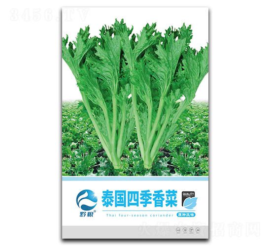 泰國(guó)四季香菜種子-良籽農(nóng)業(yè)