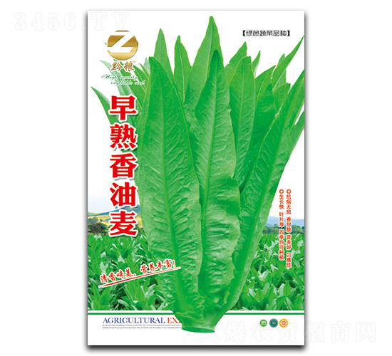 早熟香油麥-油麥菜種子-良籽農業