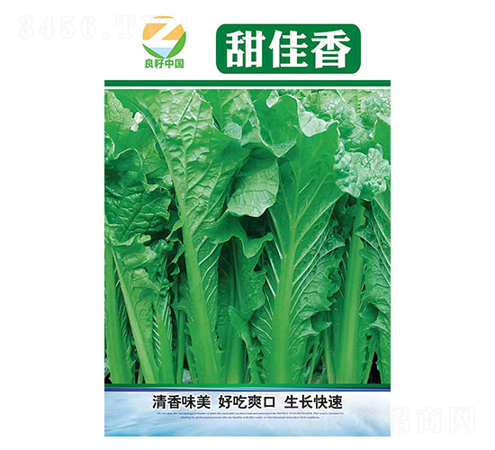 白菜種子-甜佳香-良籽農業