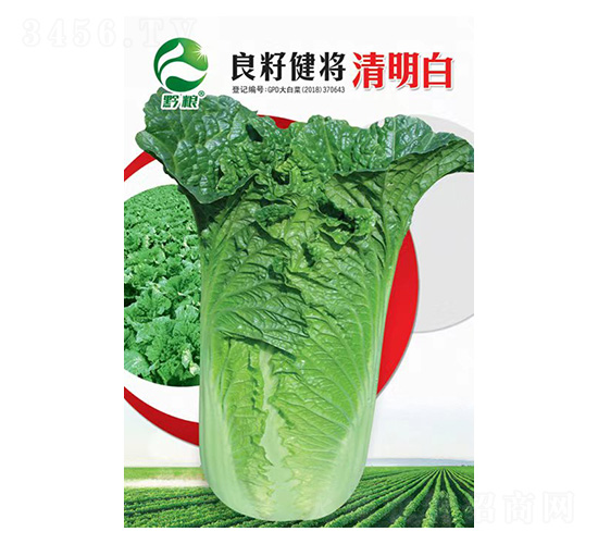 白菜種子-良籽健將清明白-良籽農業