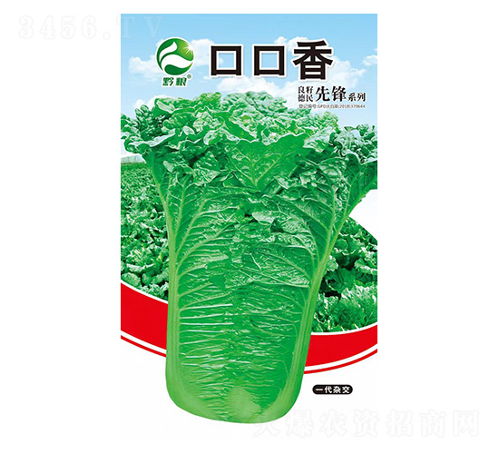 白菜種子-口口香-良籽農業