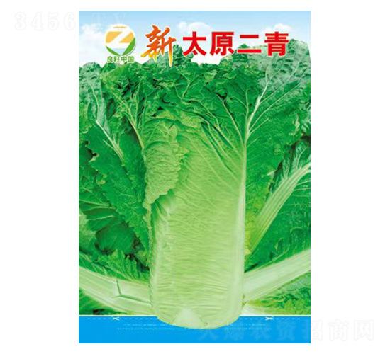 白菜種子-新太原二青-良籽農業