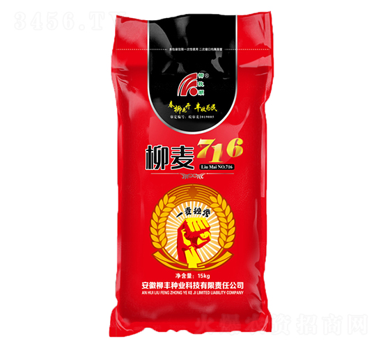 柳麥716小麥種子-柳豐種業