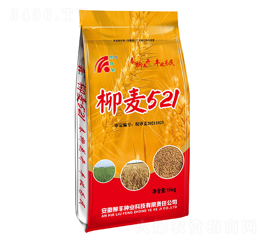 柳麥521小麥種子-柳豐種業