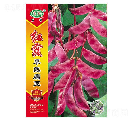 紅霞早扁豆-萬邦種業