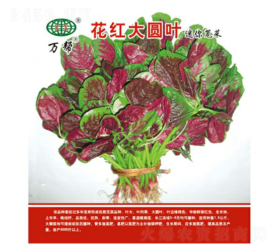 花紅大圓葉莧菜種子-萬邦種業