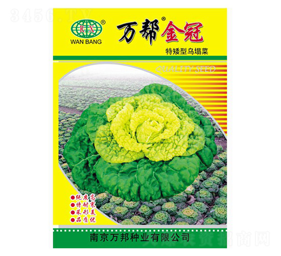 萬幫金冠特矮型烏塌菜-烏塌菜種子-萬邦種業