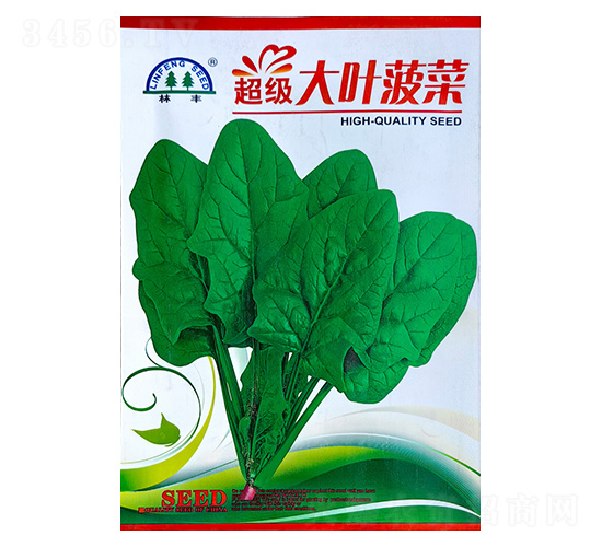 超級大葉菠菜-菠菜種子-陵豐種苗