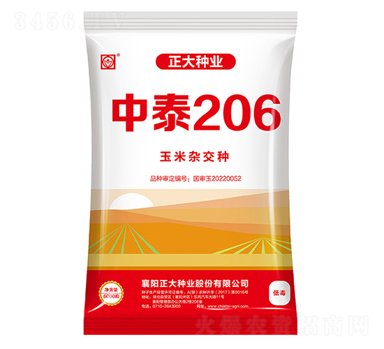 中泰206-玉米種子-正大種業