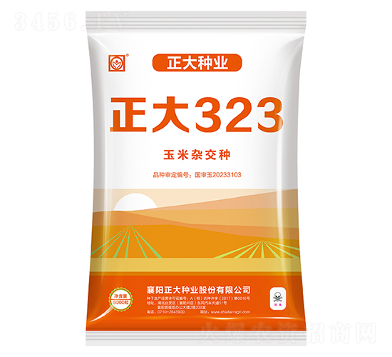 正大323-玉米種子-正大種業