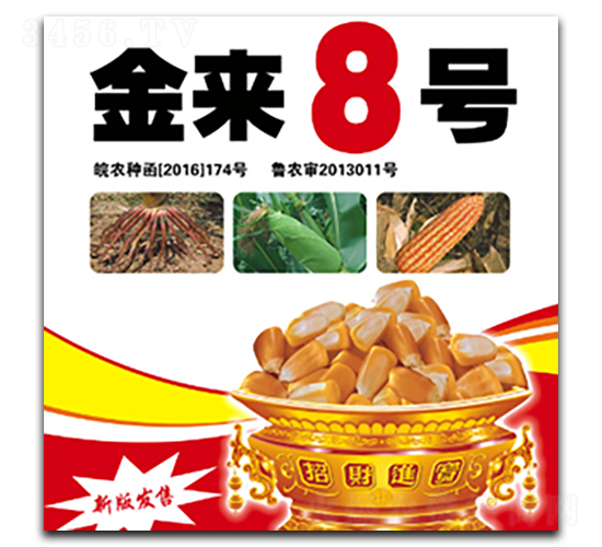 金來8號-玉米種子-合豐種業