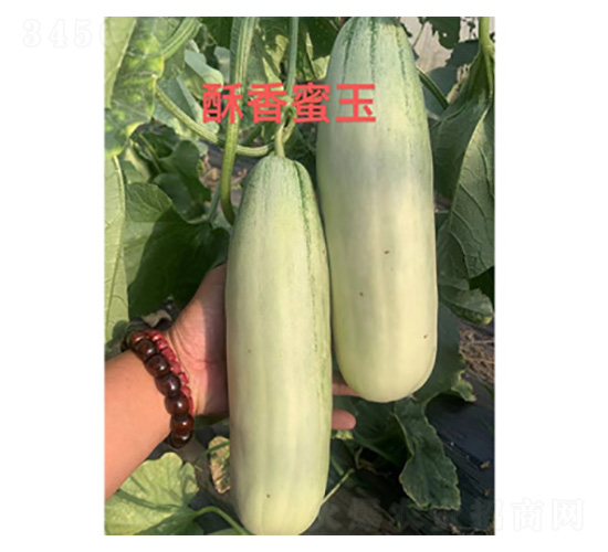 甜瓜種子-酥香蜜玉-尚豐農業