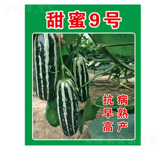 甜瓜種子-甜蜜9號-尚豐農業