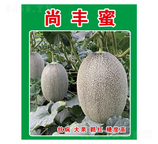 哈密瓜種子-尚豐蜜-尚豐農業