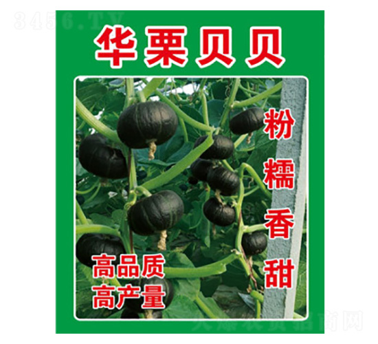 南瓜種子-華栗貝貝-尚豐農業