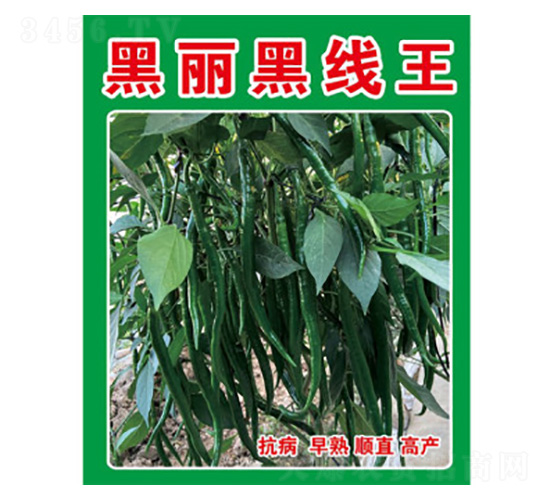 辣椒種子-黑麗黑線王-尚豐農業