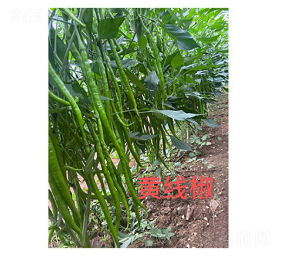 黃線椒-辣椒種子-尚豐農業