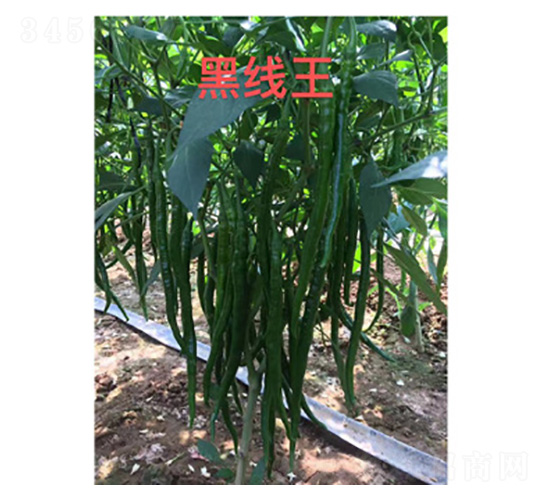 辣椒種子-黑線王-尚豐農業