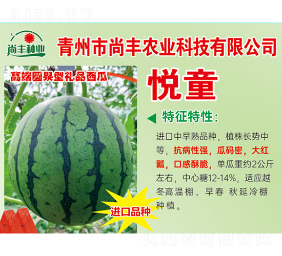 西瓜種子-悅童-尚豐農業