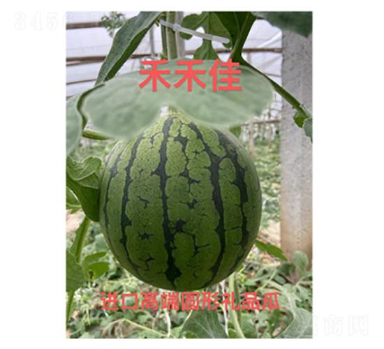 西瓜種子-禾禾佳-尚豐農業