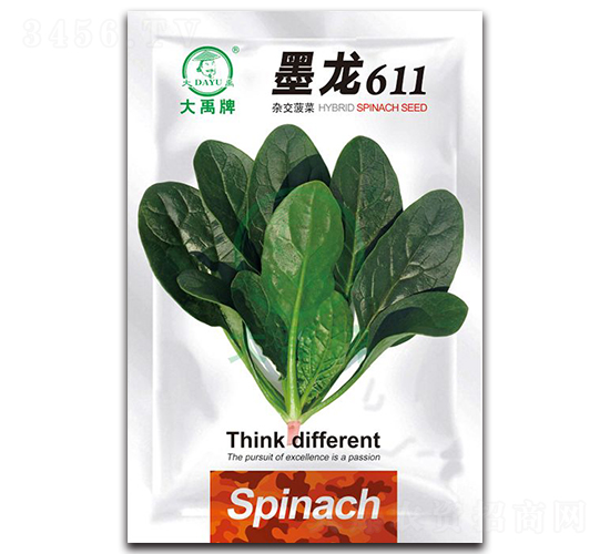 墨龍611菠菜種子-大禹種業