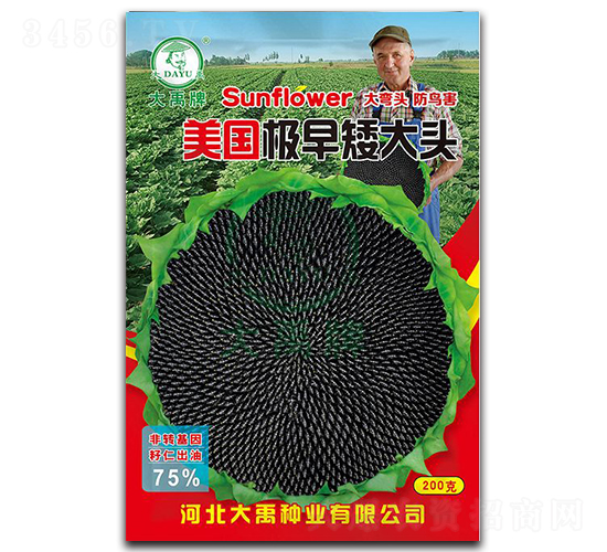 美國極早矮大頭-油葵種子-大禹種業