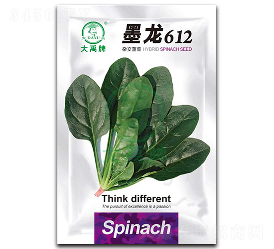 墨龍612菠菜種子-大禹種業