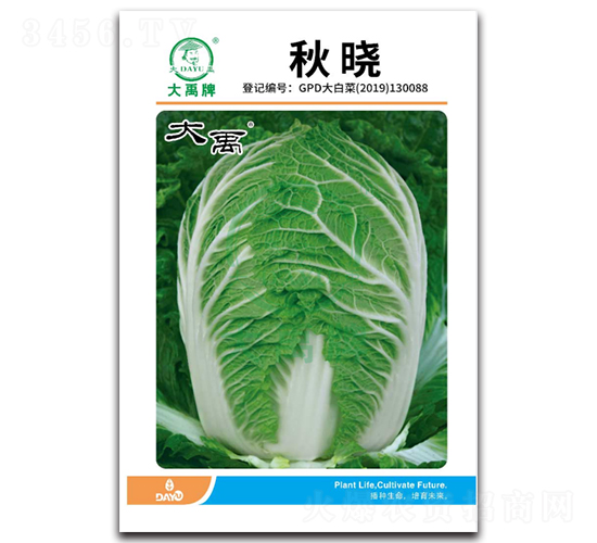 秋曉大白菜種子-大禹種業