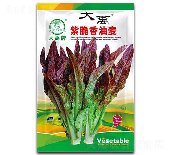 紫脆香油麥生菜種子-大禹種業