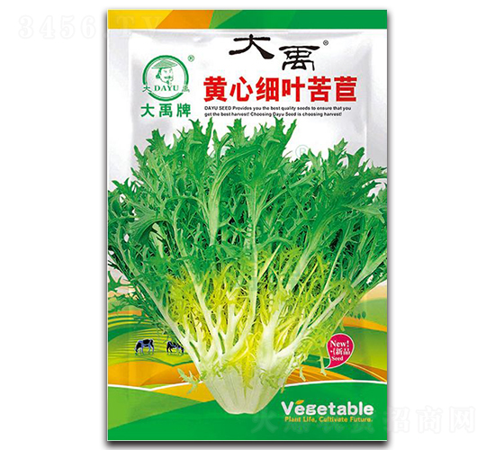 黃心細葉苦苣種子-大禹種業
