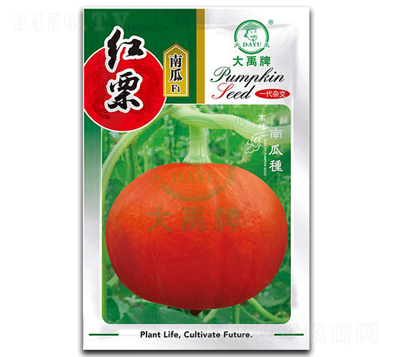 紅栗南瓜種子-大禹種業
