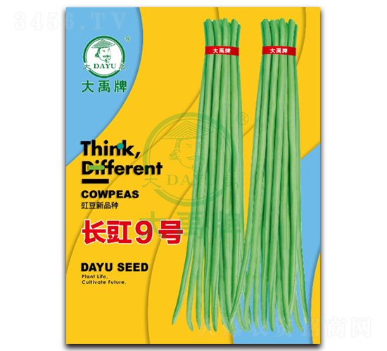 長豇9號-豇豆種子-大禹種業