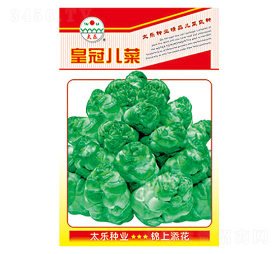 兒菜種子-皇冠兒菜-太樂種業