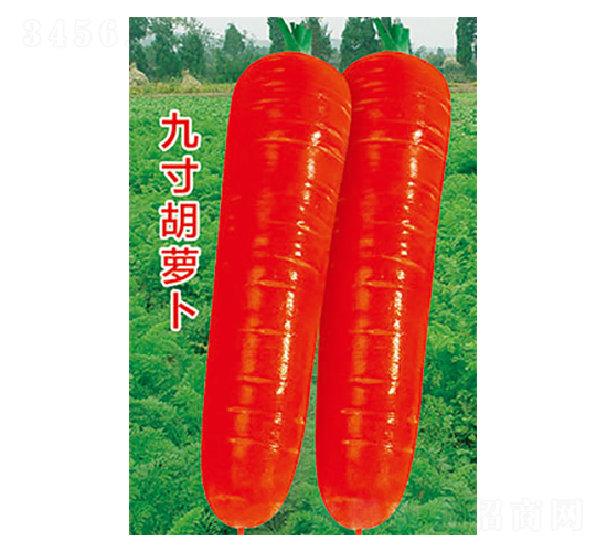 蘿卜種子-九寸胡蘿卜-太樂種業