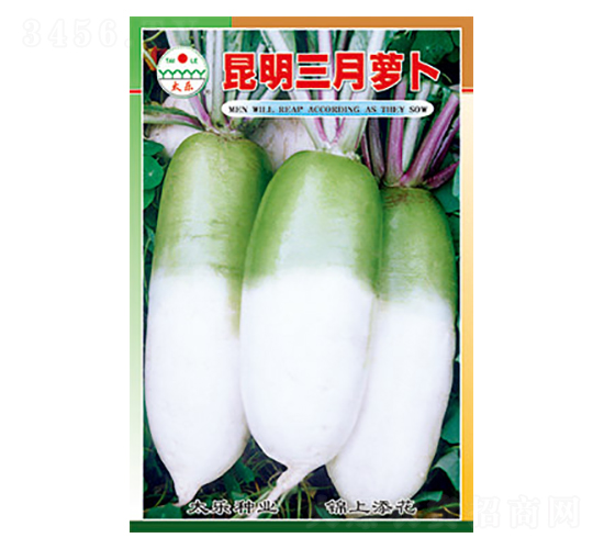 蘿卜種子-昆明三月蘿卜-太樂種業